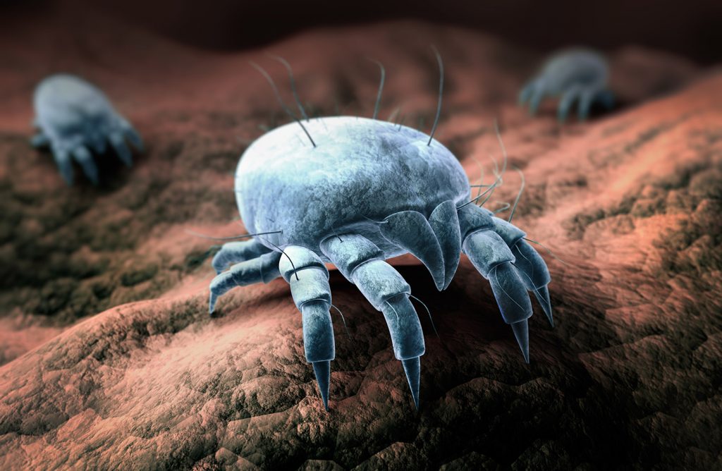 Mites